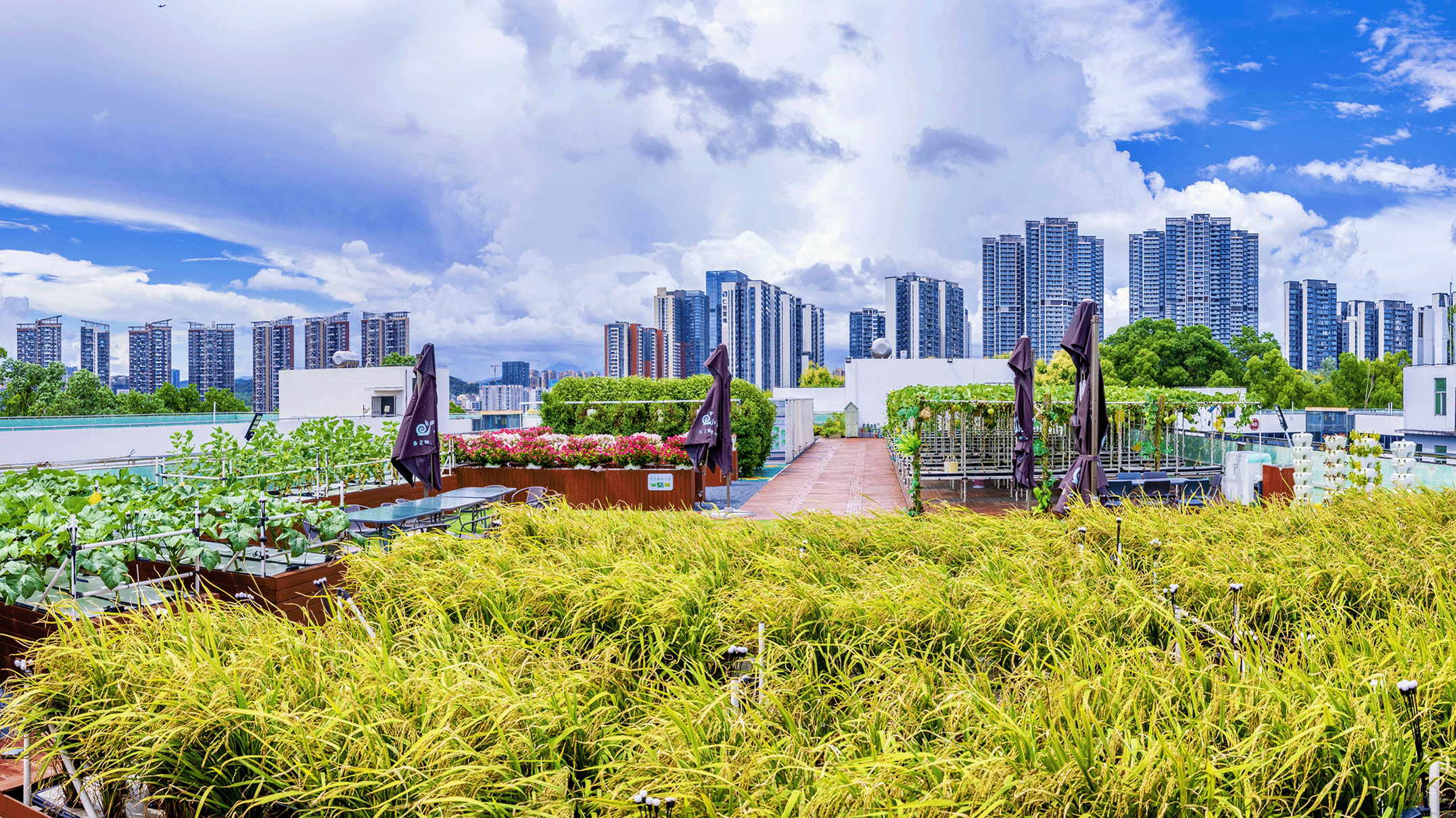 城市微农业立体可食用景观零碳项目